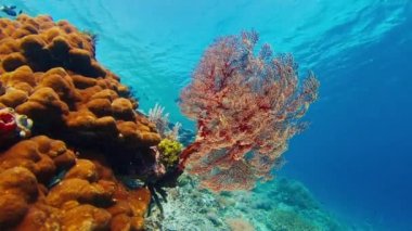 Kadın serbest yüzücü su altında yüzüyor ve Endonezya 'daki Komodo Ulusal Parkı' nda canlı ve sağlıklı mercan resiflerini keşfediyor.