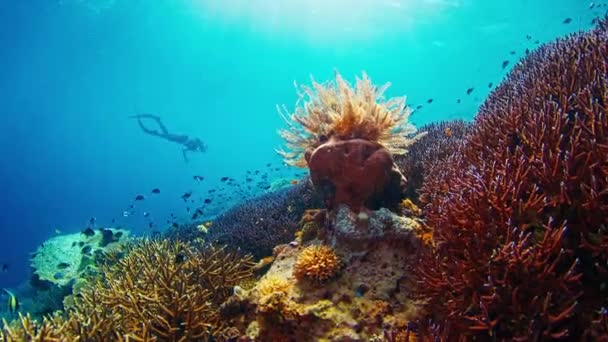 フリーダイバーは水中で泳ぎ インドネシアのコモド国立公園で鮮やかで健康的なサンゴ礁を探検します — ストック動画