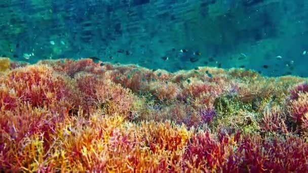 Κάμερα Κινείται Προς Εμπρός Πάνω Από Ζωντανό Ροζ Κοραλλιογενή Ύφαλο — Αρχείο Βίντεο