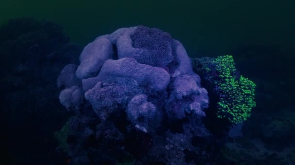 Coral Brilla Con Luz Verde Ácida Bajo Luz Ultravioleta Imágenes — Vídeo de stock