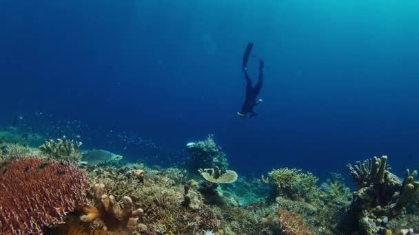 Freitauchen Auf Dem Riff Mit Fischen Freitaucher Taucht Gleitet Unter — Stockvideo