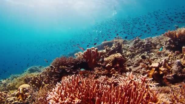 Фридайвинг Рифе Рыбой Фридайвер Скользит Водой Наблюдает Здоровым Коралловым Рифом — стоковое видео