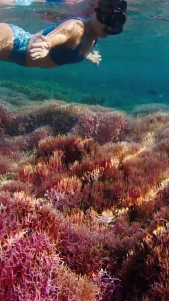 Жінка Снорклінг Тропічному Морі Плаває Над Яскраво Рожевим Кораловим Рифом — стокове відео