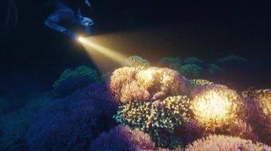 Kadın serbest dalgıç geceleri meşaleyle suyun altında yüzer ve ultraviyole ışığın altında parlayan mercan resiflerini izler.