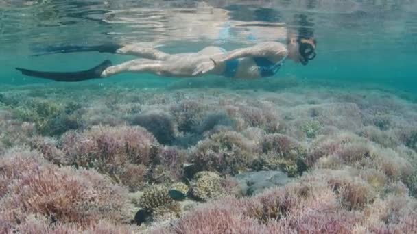 若い女性はサンゴ礁の水中で泳いでいる ピンクの健康的なサンゴと鮮やかなサンゴ礁の上にフリーダイバーシュノーケリング — ストック動画