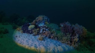 Geceleri mercan kayalıkları. Mercanların sualtı görüntüleri.