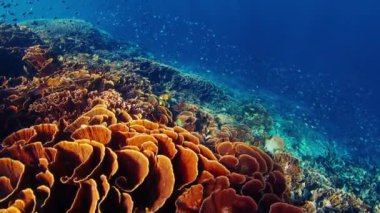 Endonezya 'daki Komodo Ulusal Parkı' nda su altında sağlıklı mercan resifleri. Renkli resifin üzerinde bir sürü sağlıklı mercan ve balıkla birlikte kamera yavaşça hareket eder.