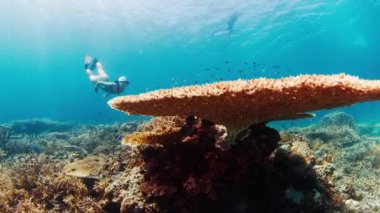 Resifte balıklarla serbest dalış. Kadın serbest dalgıç suyun altında süzülüyor ve Endonezya 'daki Komodo Ulusal Parkı' nda bir sürü balıkla birlikte sağlıklı mercan resiflerini izliyor.