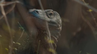 Komodo ejderhası Endonezya 'daki Komodo Ulusal Parkı' ndaki kuru alanı saklıyor.