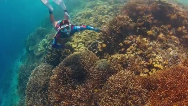 프리다이버는 수중에서 수영하며 인도네시아의 코모도 국립공원에서 생생하고 건강한 산호초를 탐험합니다 — 비디오