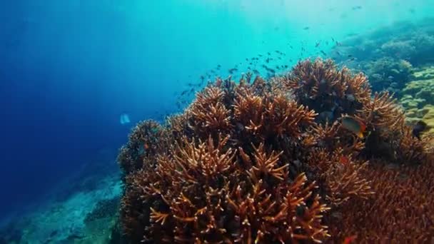 Gezond Koraalrif Onder Water Komodo National Park Indonesië Camera Beweegt — Stockvideo