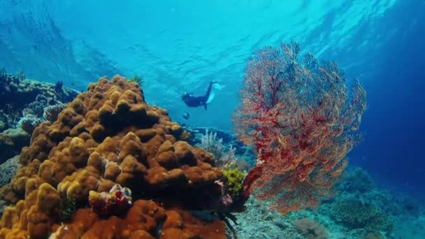 프리디버는 수중에서 수영하며 인도네시아의 코모도 국립공원에서 생생하고 건강한 산호초를 탐험합니다 — 비디오