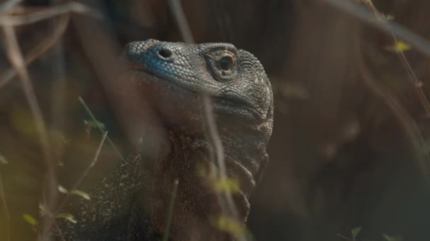Dragón Komodo Esconde Área Seca Parque Nacional Komodo Indonesia — Vídeos de Stock