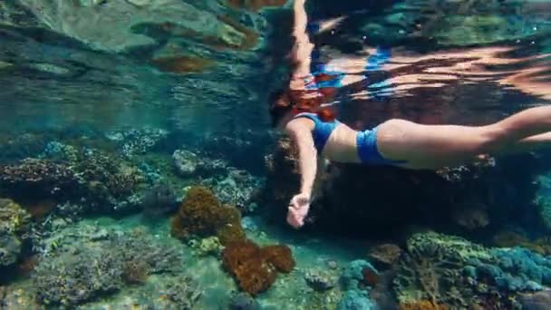 女性はガラス張りの海で水中を泳ぎ 魚と健康的なサンゴ礁を楽しんでいます インドネシアのコモド国立公園でシュノーケリング中の女性 — ストック動画
