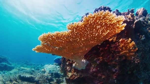 인도네시아의 코모도 국립공원에 건강한 산호초 카메라는 천천히 상승하고 라운드 모양의 — 비디오