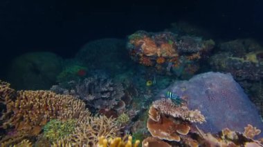 Geceleri sağlıklı mercan kayalıkları. Kamera mercan resifinde ilerlerken utangaç balıklar etrafta yüzüyor.