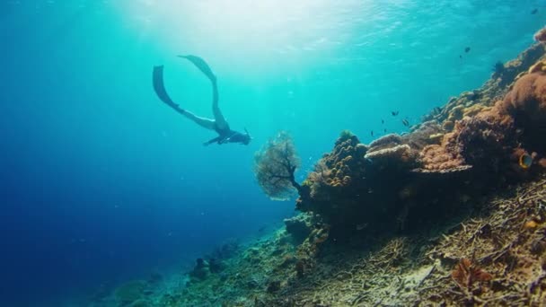 Female Freediver Swims Underwater Explores Vivid Healthy Coral Reef Komodo — Stock Video
