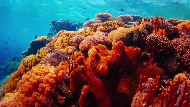 Recife Coral Saudável Subaquático Parque Nacional Komodo Indonésia Câmera Move — Vídeo de Stock