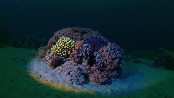 Barriera Corallina Notte Filmati Subacquei Dei Coralli — Video Stock