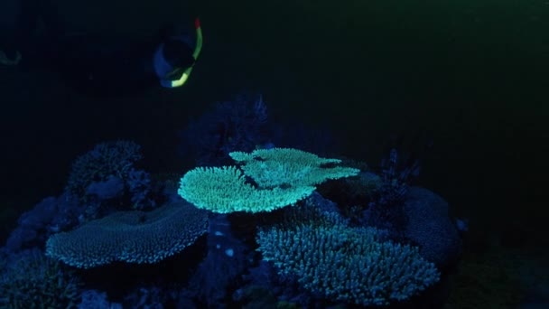 Фридайвер Плавает Водой Над Коралловым Рифом Ночью — стоковое видео