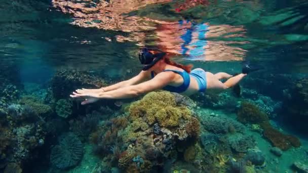 女性はガラス張りの海で水中を泳ぎ 魚と健康的なサンゴ礁を楽しんでいます インドネシアのコモド国立公園でシュノーケリング中の女性 — ストック動画
