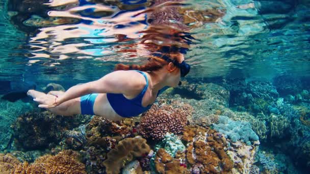 Mujer Freediver Nada Bajo Agua Mar Cristalino Disfruta Del Arrecife — Vídeo de stock