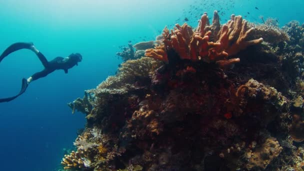 和鱼一起在大堡礁上畅游在印度尼西亚的科莫多国家公园里 雄性自由生物在水下滑行 享受着健康的珊瑚礁和大量的鱼类 — 图库视频影像