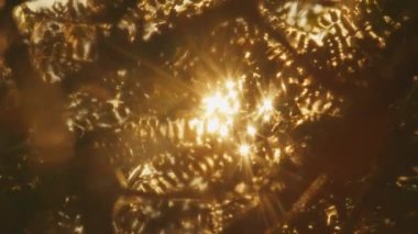 Güneş tropikal yaprakların arasından parlıyor.