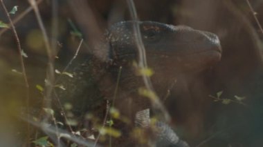 Komodo ejderhası Endonezya 'daki Komodo Ulusal Parkı' ndaki kuru alanı saklıyor.