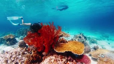 Freediver, Endonezya 'daki Komodo Ulusal Parkı' ndaki canlı mercan resifinin üzerinde suyun altında süzülür. Kamera ilerler ve ateş mercanının yanından geçer. Kadın serbest dalgıç yakınlarda yüzer.