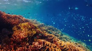 Endonezya 'daki Komodo Ulusal Parkı' nda su altında sağlıklı mercan resifleri. Renkli resifin üzerinde bir sürü sağlıklı mercan ve balıkla birlikte kamera yavaşça hareket eder.