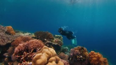 Siyah dalgıç kıyafetli bir adam nefes tutarak dalıyor ve Endonezya 'daki canlı mercan resifini keşfediyor.