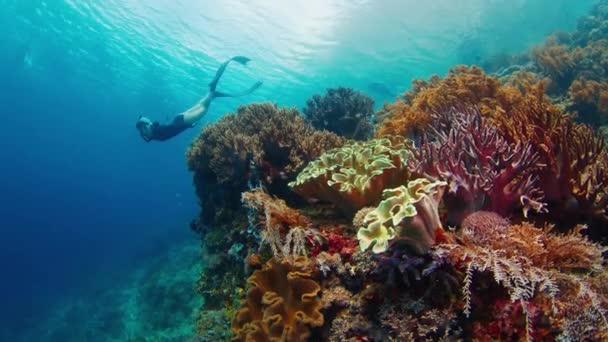 若い女性は鮮やかなサンゴ礁の近くで水中を泳いでいる 健康なサンゴと鮮やかなサンゴ礁の近くでフリーダイバーグライド — ストック動画