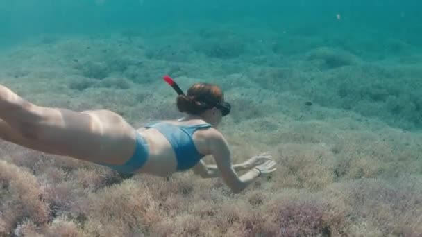 若い女性はサンゴ礁の水中で泳いでいる ピンクの健康的なサンゴと鮮やかなサンゴ礁の上にフリーダイバーシュノーケリング — ストック動画