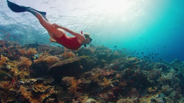 若い女性は鮮やかなサンゴ礁の近くで水中を泳いでいる 健康なサンゴと鮮やかなサンゴ礁の近くでフリーダイバーグライド — ストック動画