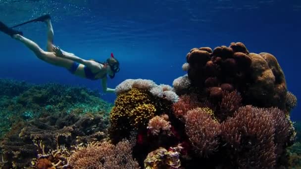 Mujer Traje Baño Azul Buceando Sobre Arrecife Coral Vívido Indonesia — Vídeos de Stock