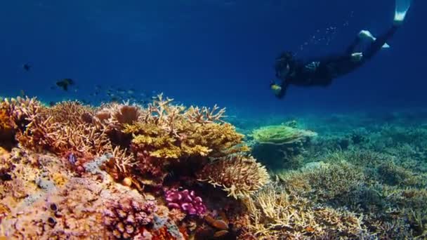 Manlig Fridykare Glider Tropiska Havet Över Rikliga Friska Korallrev — Stockvideo