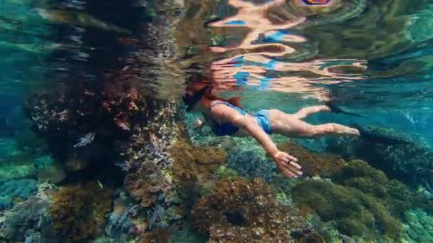 Mulher Livre Nada Debaixo Água Mar Vítreo Desfruta Recife Coral — Vídeo de Stock