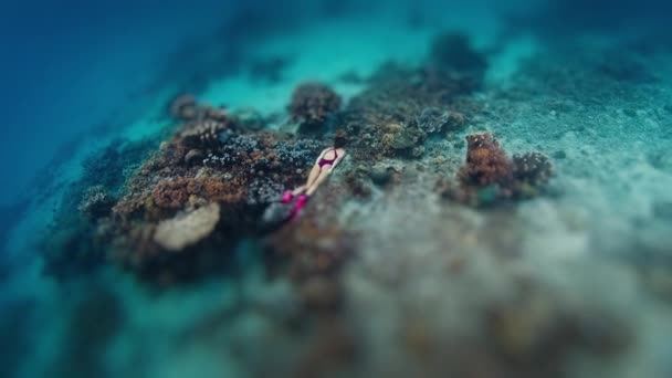 女性はインドネシアのコモド国立公園の健全な鮮やかなサンゴ礁の上に水中を泳いでいます チルトシフト効果が適用される — ストック動画