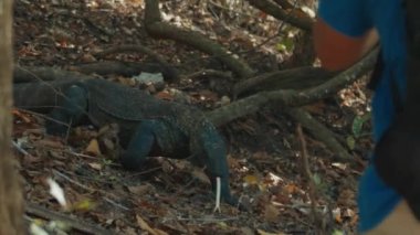 Komodo ejderhası karada yürüyor ve turist ön planda duruyor. Endonezya 'daki Komodo Ulusal Parkı