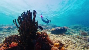 Freediver su altında yüzüyor ve Endonezya 'daki Komodo Ulusal Parkı' ndaki canlı ve sağlıklı mercan resiflerini keşfediyor.