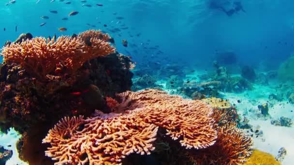 Κοραλλιογενής Ύφαλος Κάμερα Κινείται Προς Εμπρός Και Γλιστρά Κάτω Από — Αρχείο Βίντεο