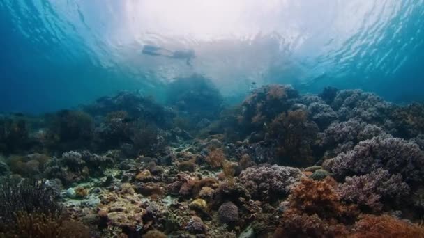 インドネシアの有名なコモド国立公園の鮮やかで健康的なサンゴ礁の水中ビュー — ストック動画