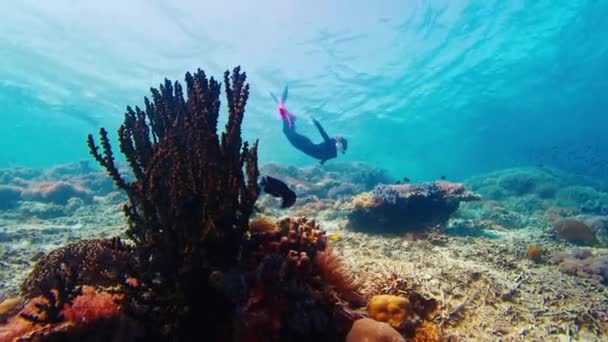 Фридайвер Плавает Водой Питается Живым Здоровым Коралловым Рифом Национальном Парке — стоковое видео