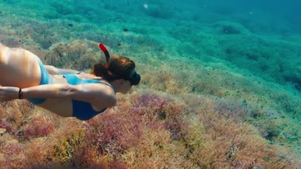 Жінка Снорклінг Занурення Шкіри Тропічне Море Плавання Над Яскраво Рожевим — стокове відео
