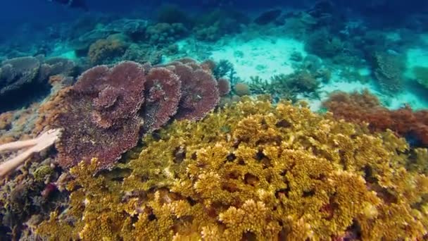 インドネシアの鮮やかなサンゴ礁を巡る青い水着のシュノーケリングの女性 — ストック動画