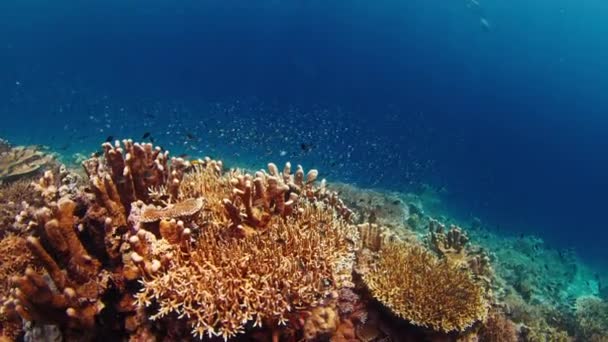 인도네시아의 코모도 국립공원에 건강한 산호초 카메라는 천천히 상승하고 라운드 모양의 — 비디오