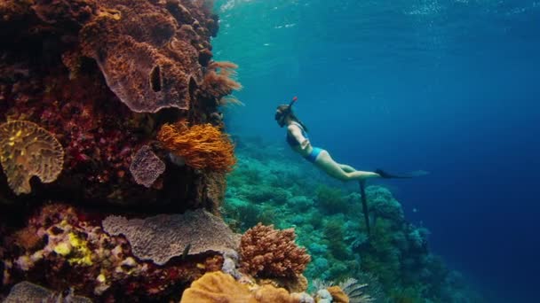Mujer Libre Nada Mar Disfruta Del Arrecife Coral Saludable Con — Vídeo de stock