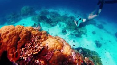 Freediver, Endonezya 'daki Komodo Ulusal Parkı' ndaki canlı mercan resifinin üzerinde suyun altında süzülüyor.