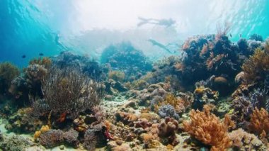 Endonezya 'nın ünlü Komodo Ulusal Parkı' ndaki canlı ve sağlıklı mercan resiflerinin sualtı görüntüsü. Arka planda serbest dalgıçlar yüzüyor.